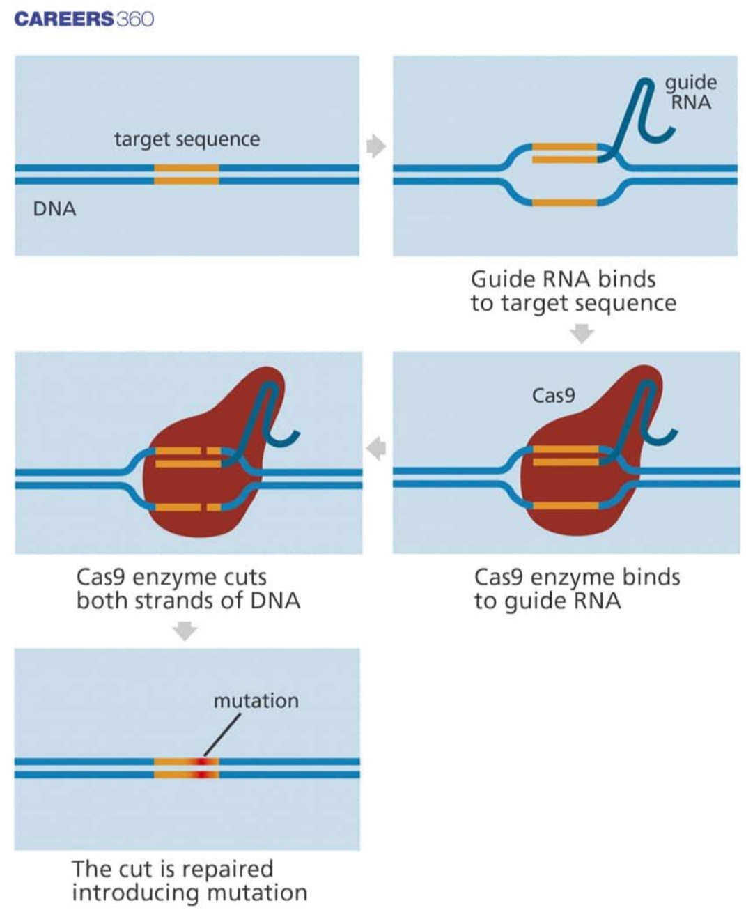 How does Crisper cas9 work?