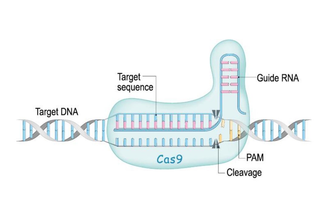 آموزش CRISPR Cas9