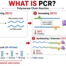 what is PCR؟