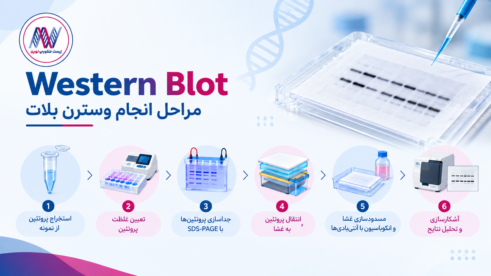 وسترن بلات