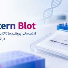 وسترن بلات